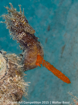 Illustration for article titled These Photos Show the Alien Beauty of Life Underwater